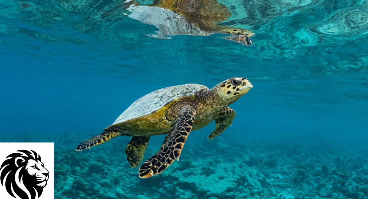 Sea Turtles