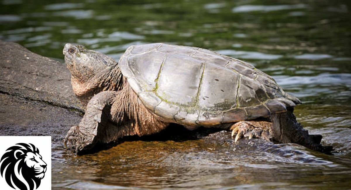 Snapping Turtles