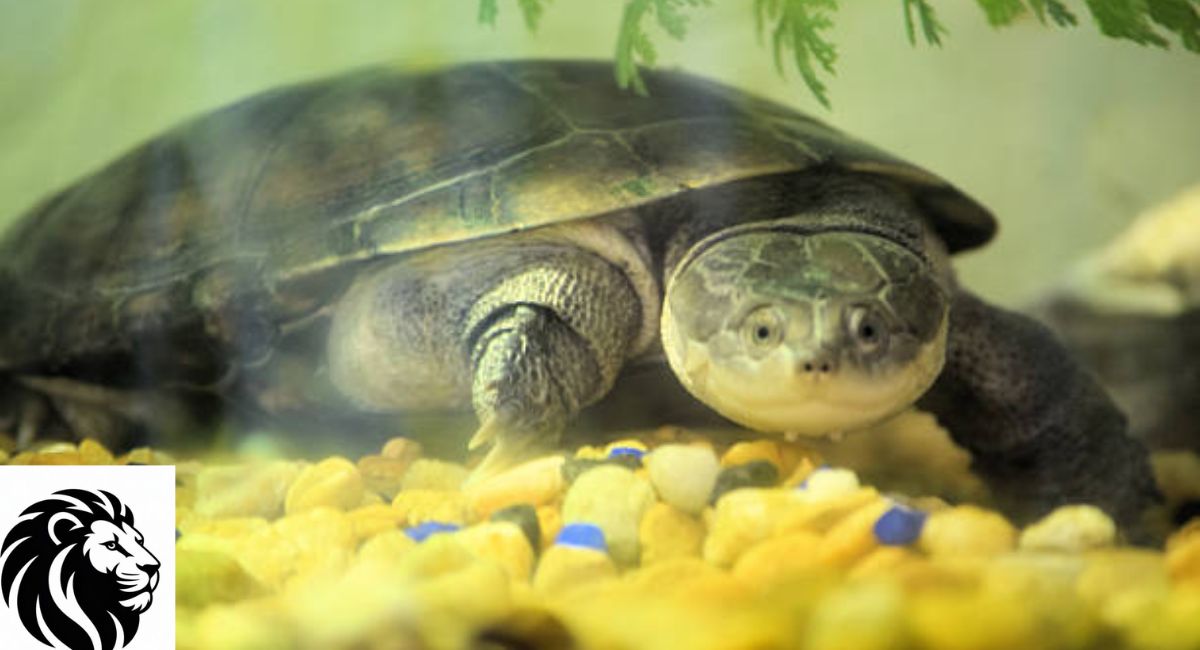 Softshell Turtles