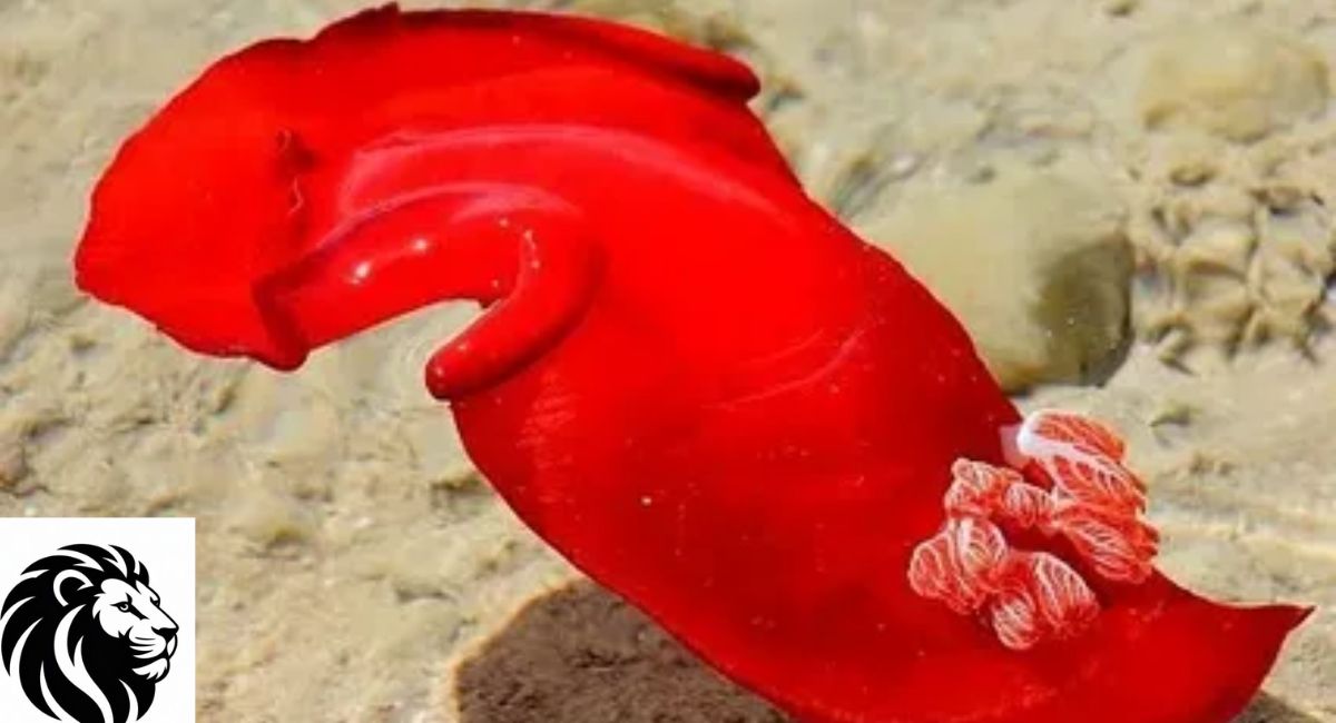 Spanish Dancer