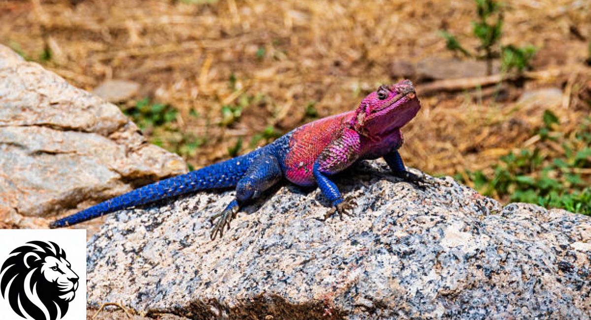Spider-Man Agama