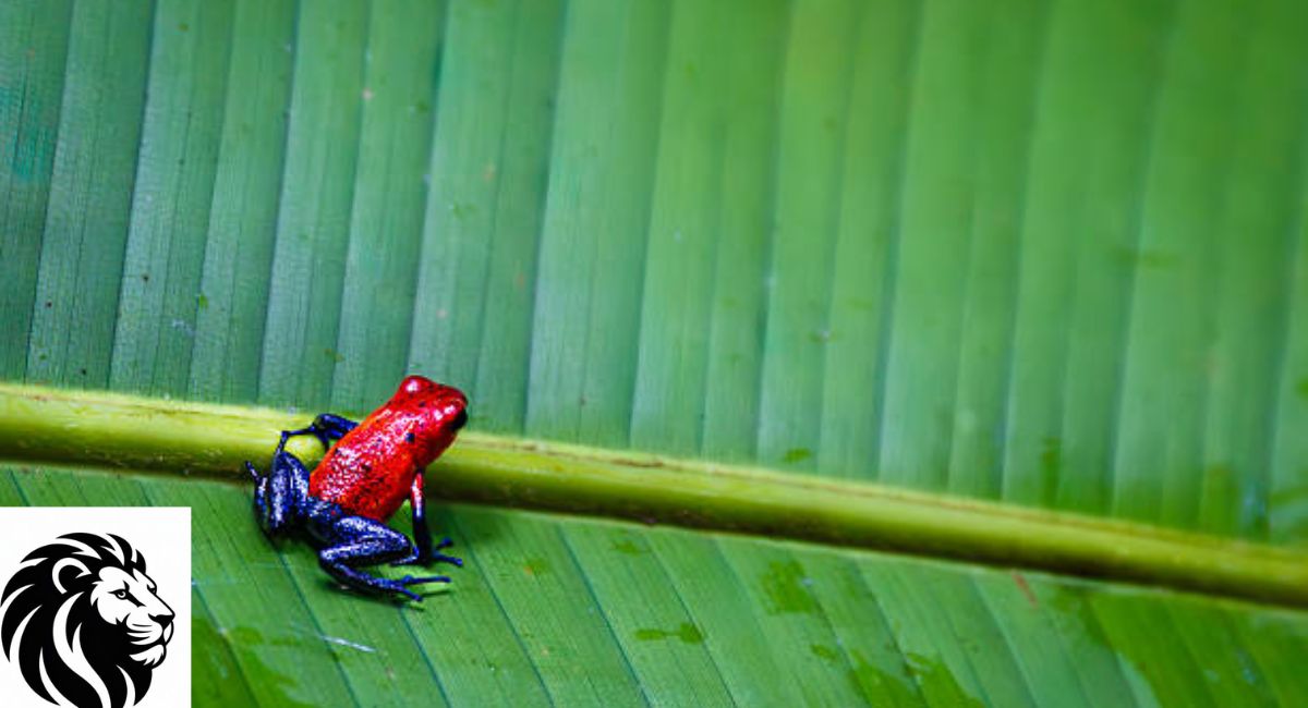 Strawberry Poison Frog