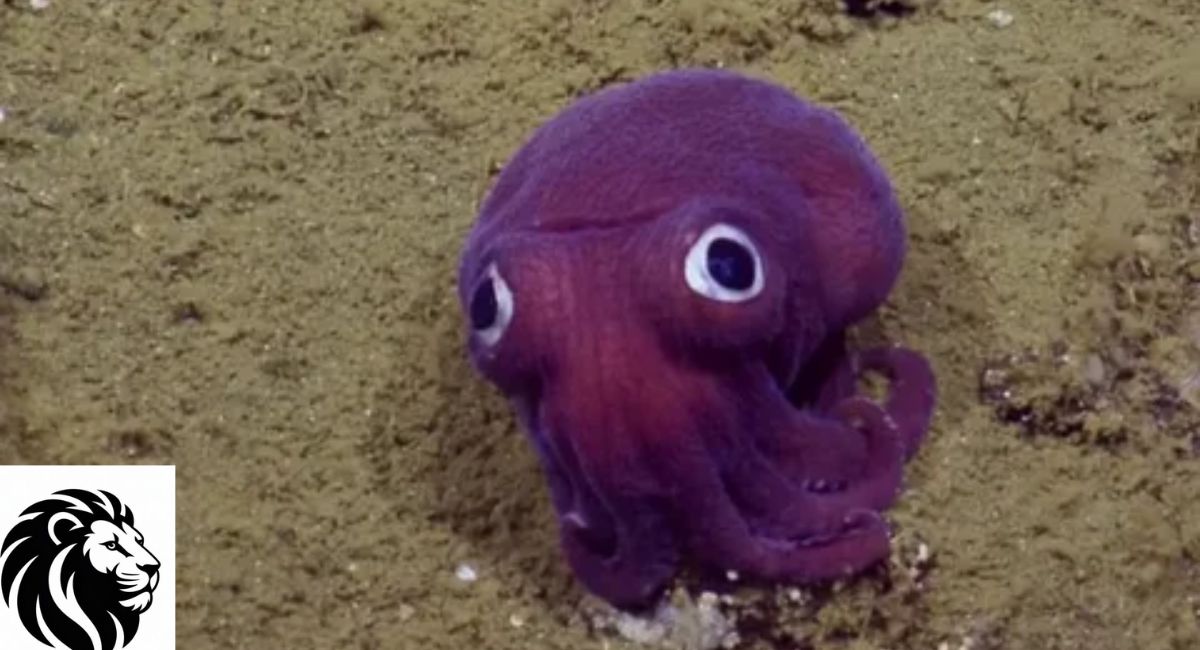 Stubby Squid