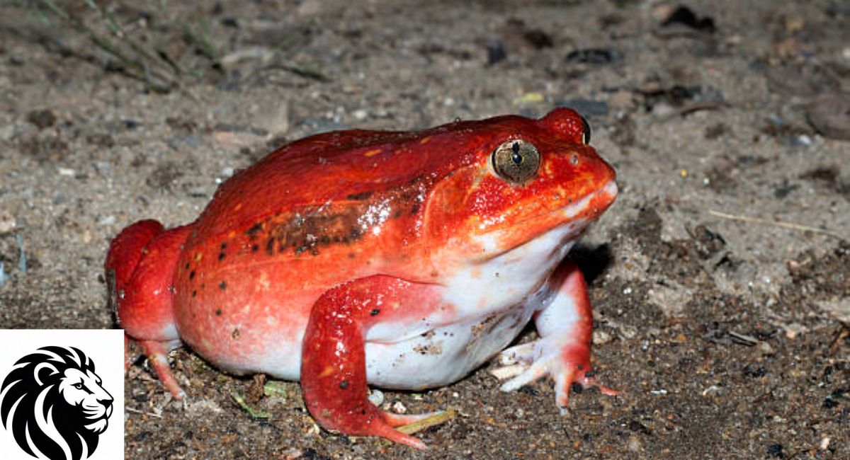 Tomato Frog