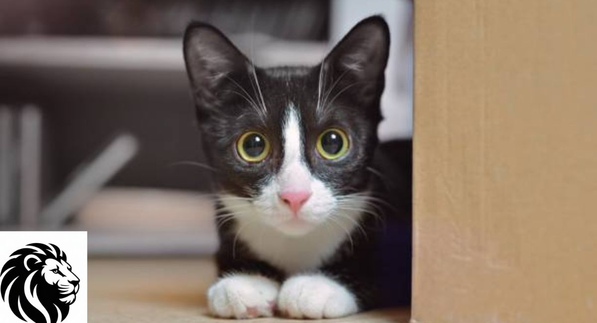 Tuxedo Cat Special Black and White Cat Names