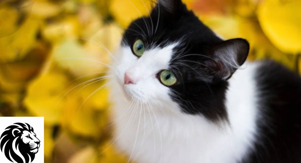 Understanding Black and White Cat Markings