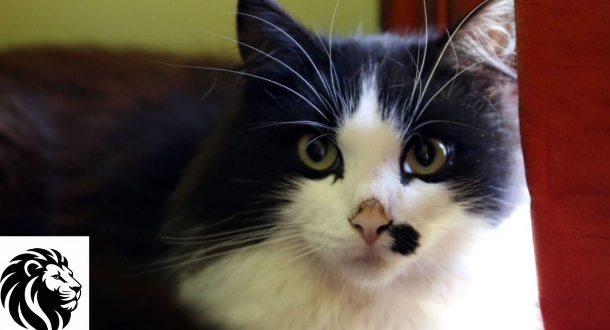 Unique & Creative Black and White Cat Names