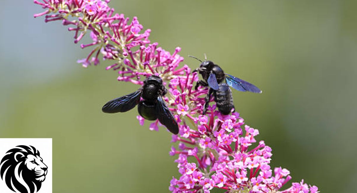 Violet Carpenter Bee