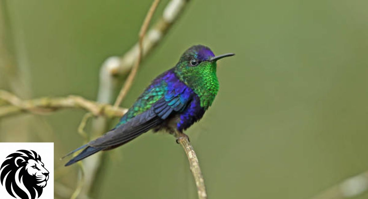 Violet-Crowned Woodnymph