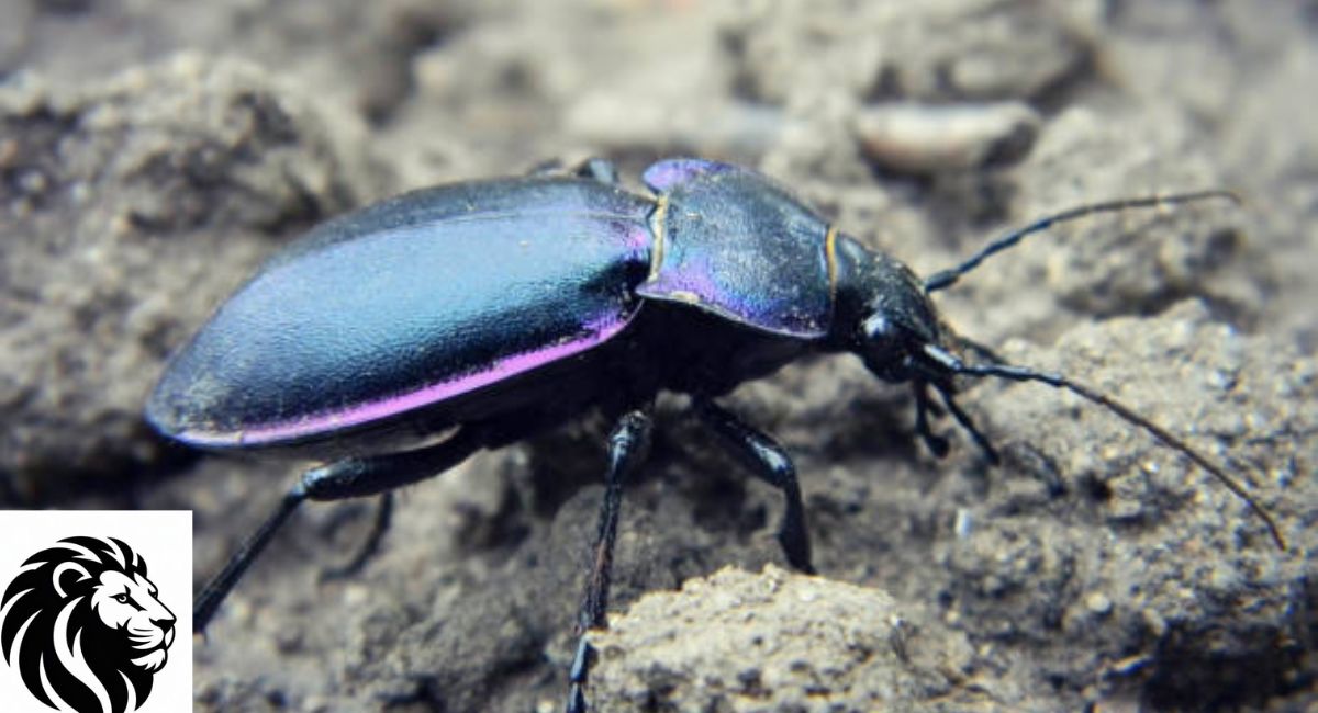 Violet Ground Beetle