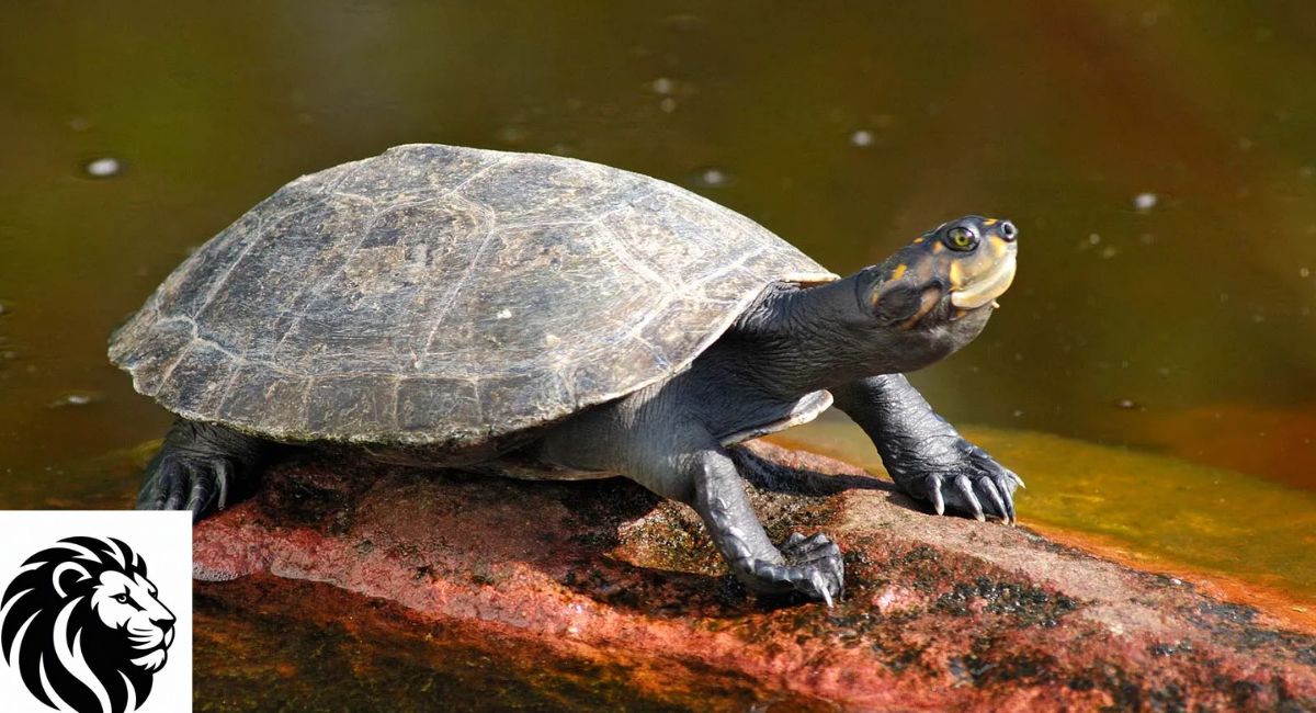 What Is a Turtle?