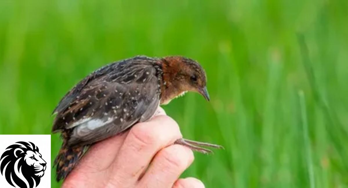 White-Winged Flufftail