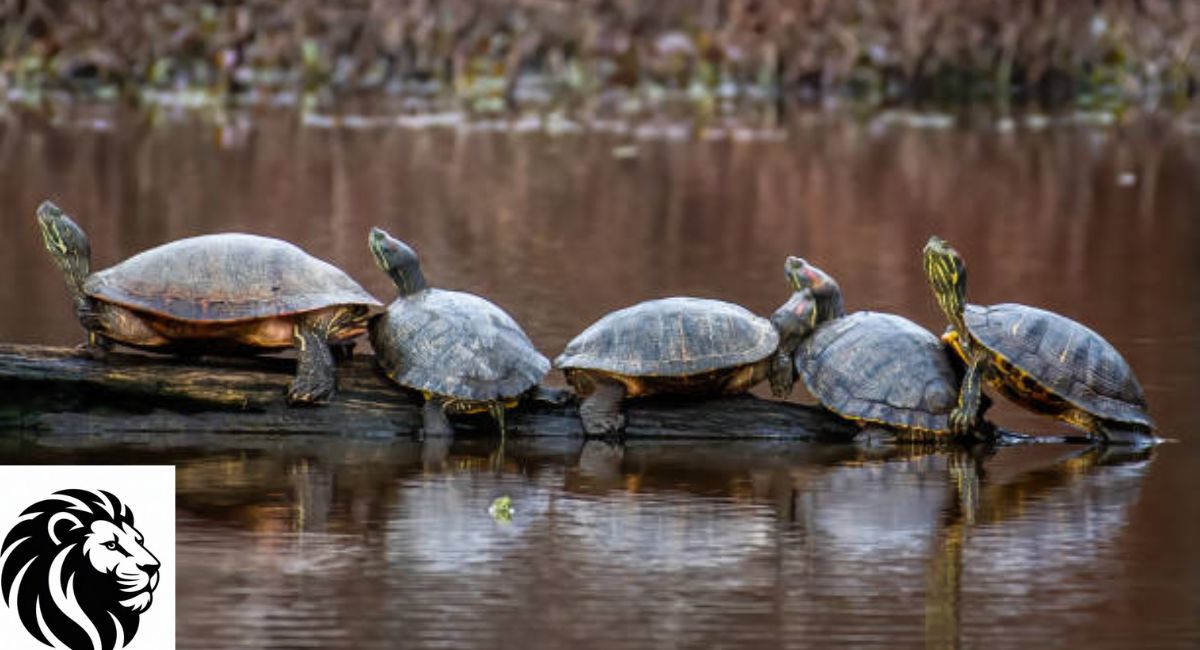 Why Are Turtles Classified as Reptiles?
