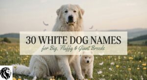 30 White Dog Names for Big, Fluffy & Giant Breeds