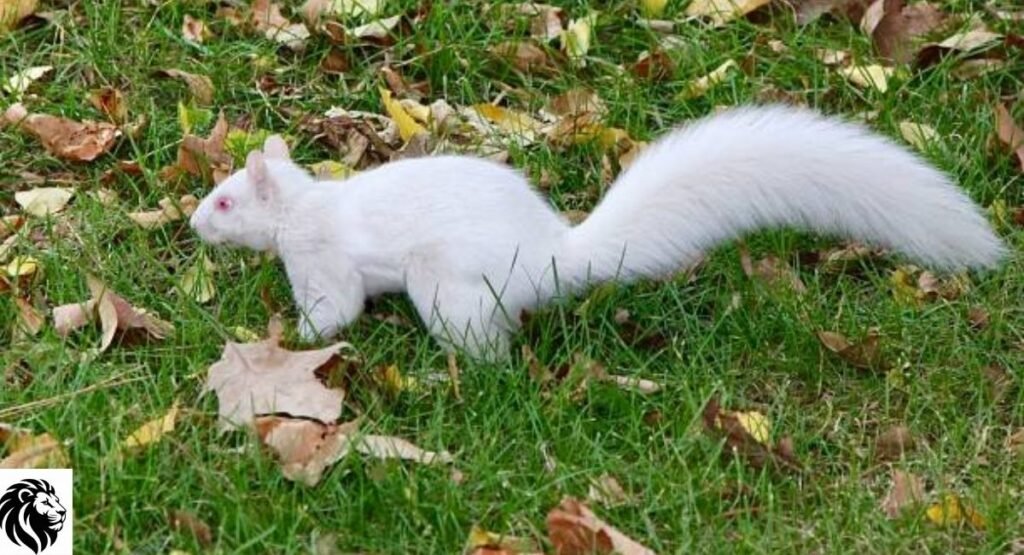Albino Squirrel