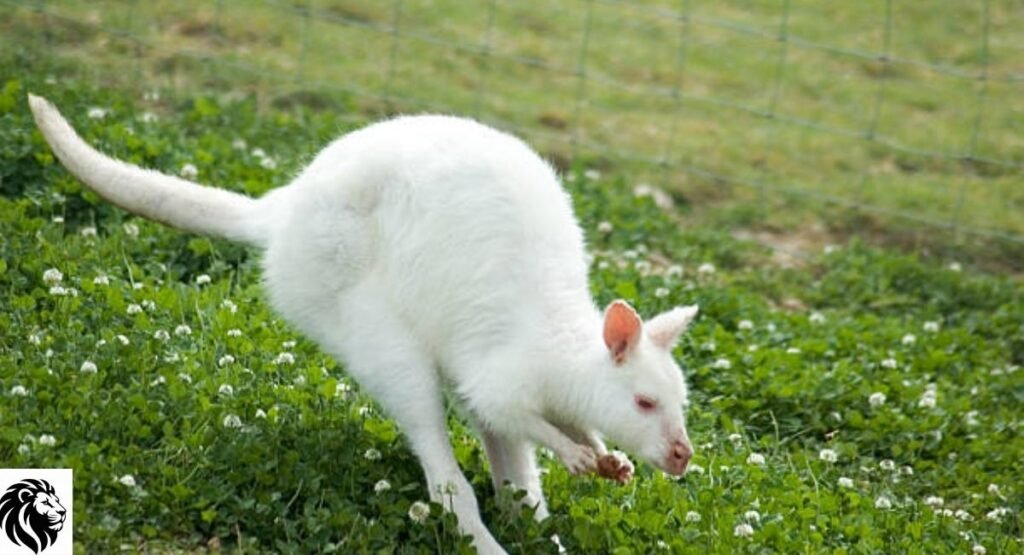 Albino Wallaby