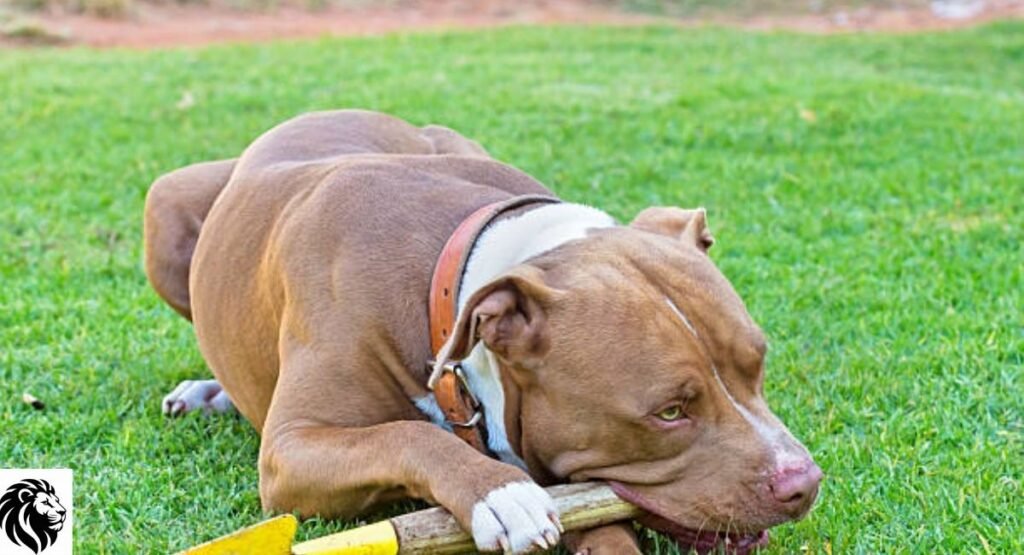 American Pit Bull Terrier