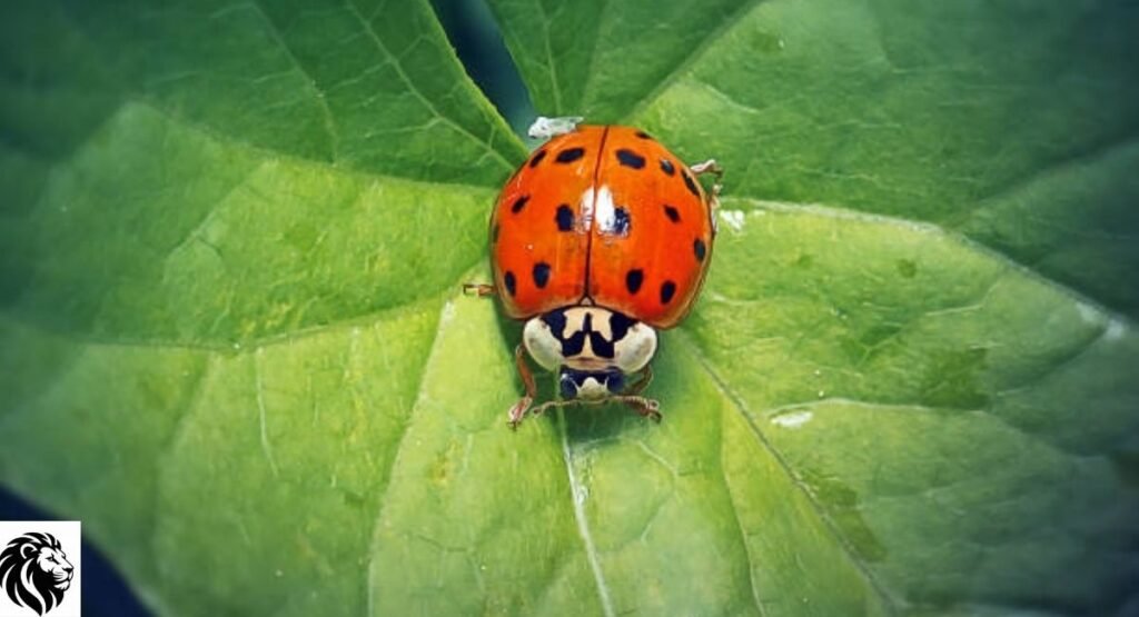 Asian Lady Beetle