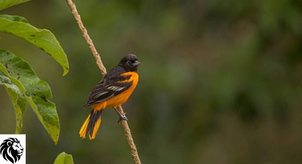 Baltimore Oriole