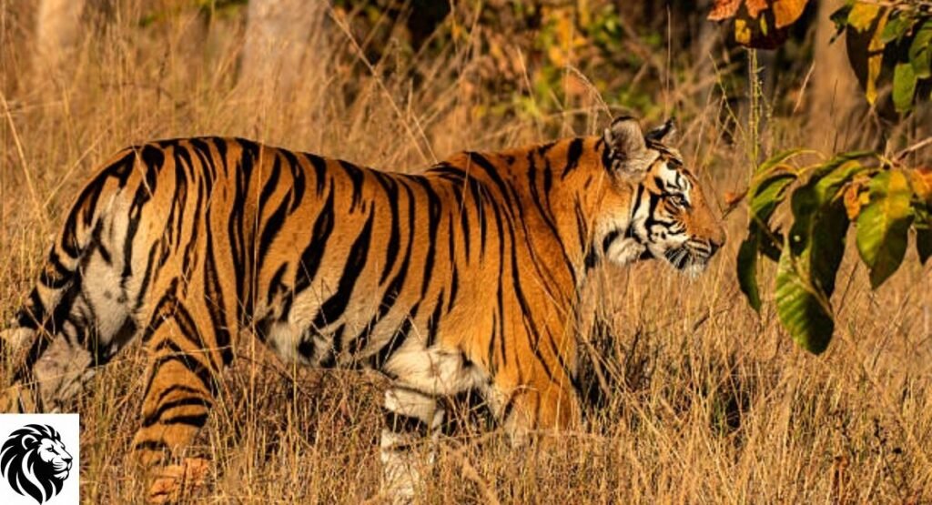 Bengal Tiger