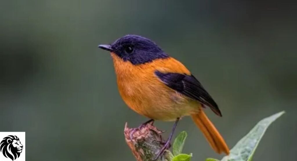 Black-and-Orange Flycatcher