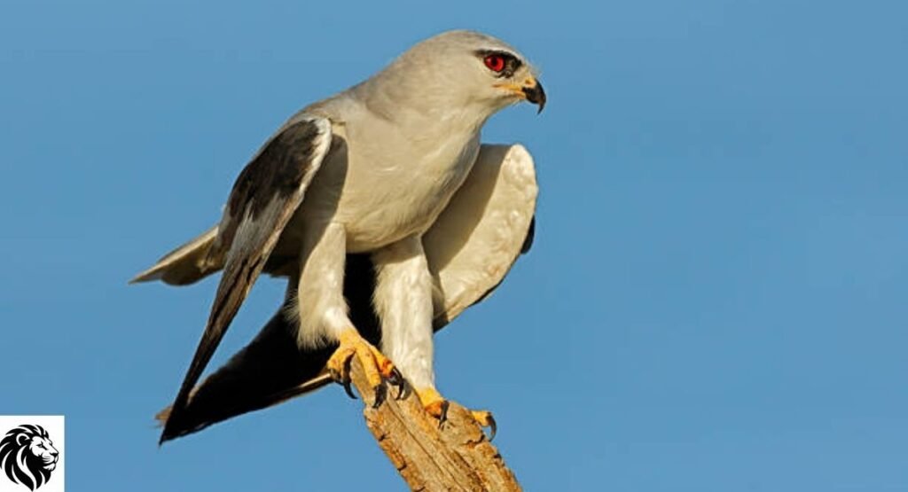 Black-Shouldered Kite