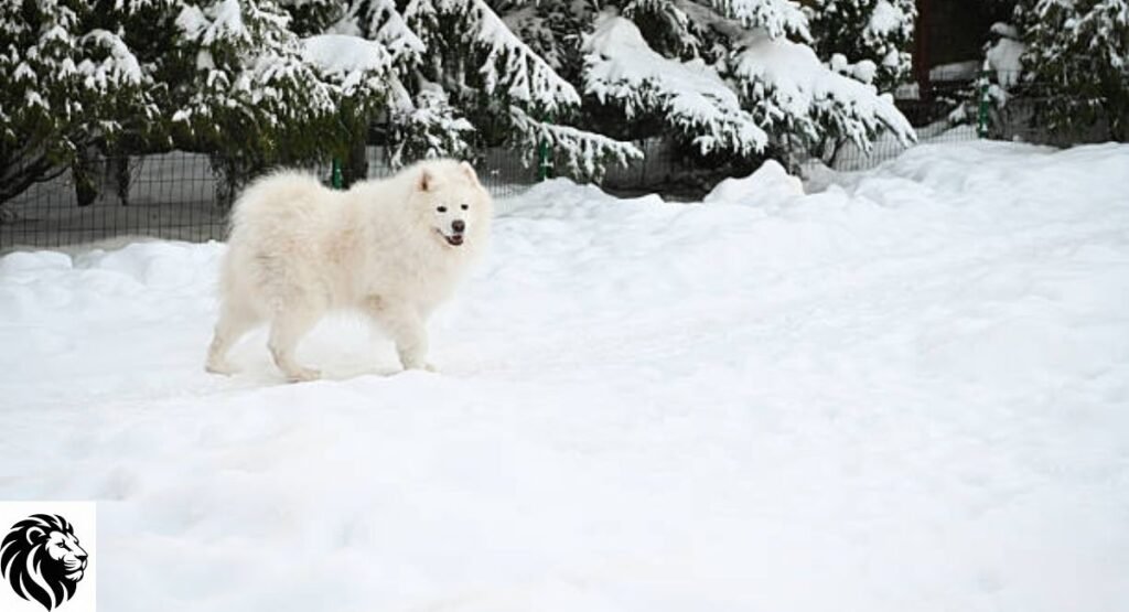Blizzard