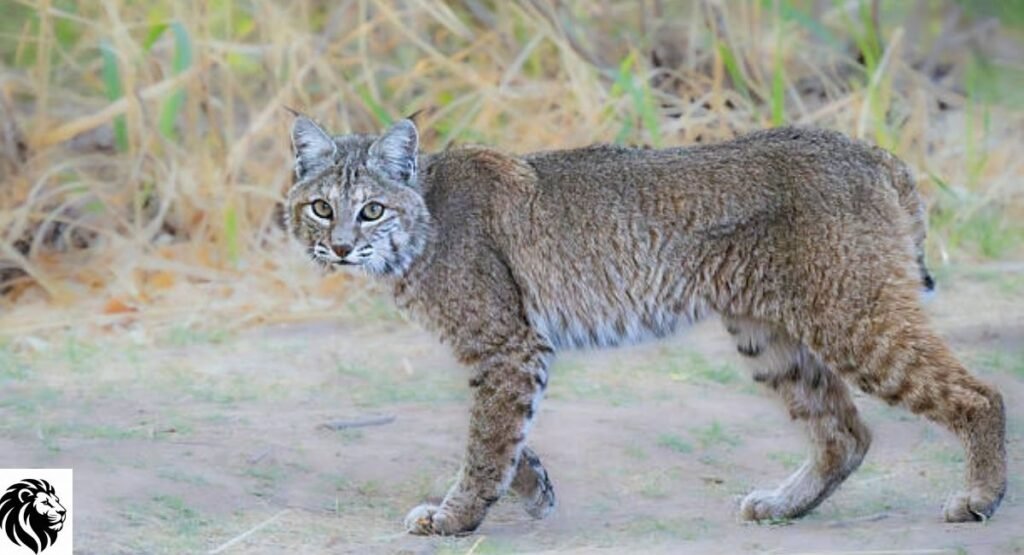 Bobcat