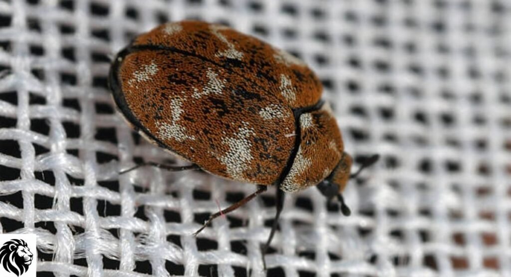 Carpet Beetle