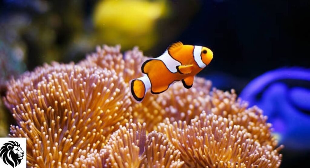 Clownfish