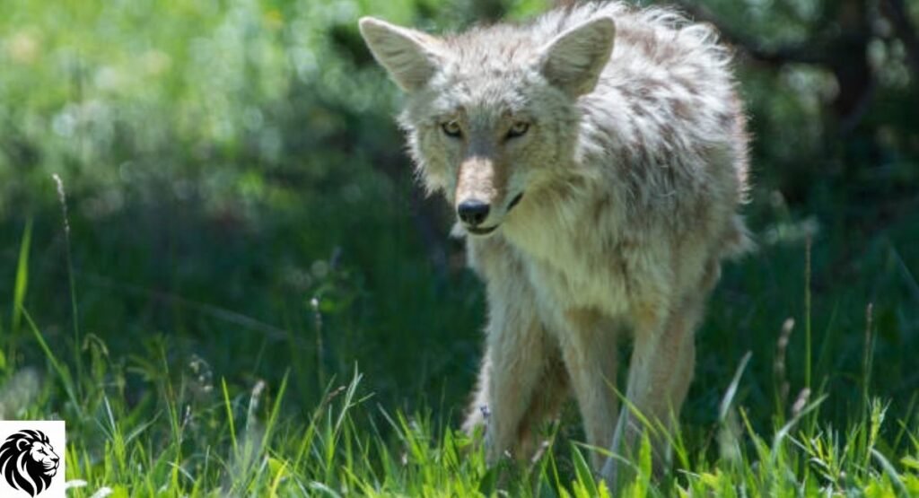 Coyote