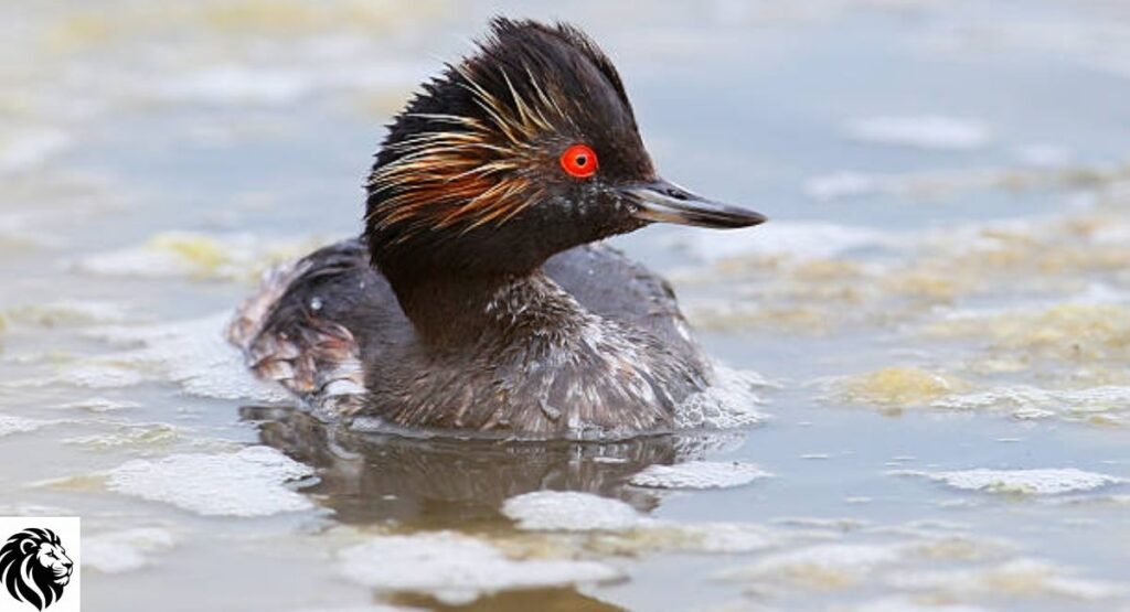 Eared Grebe
