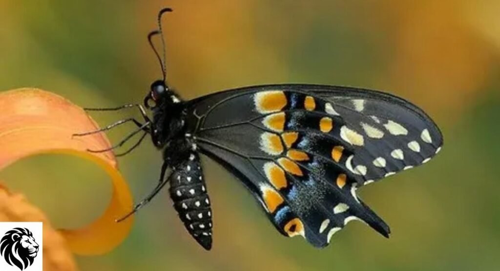 Eastern Black Swallowtail