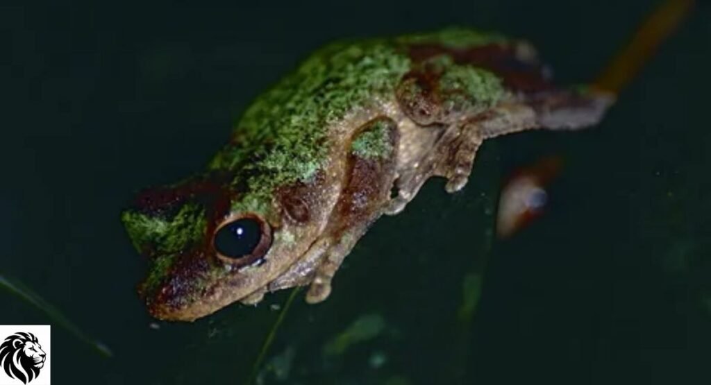 Green-Eyed Tree Frog