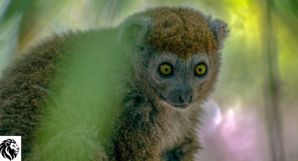 Lemur