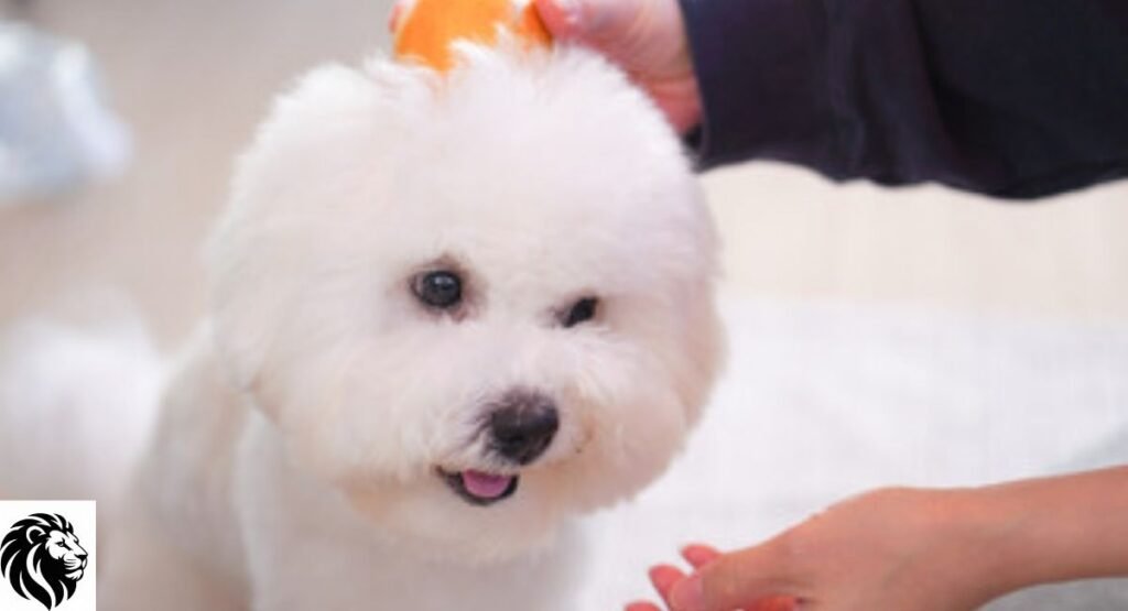 Mochi