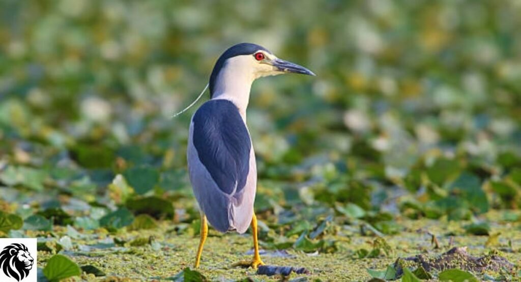 Night Heron