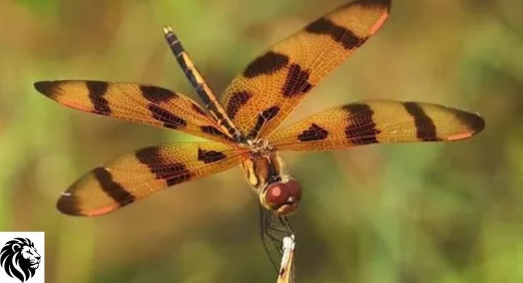 Orange and Black Dragonfly