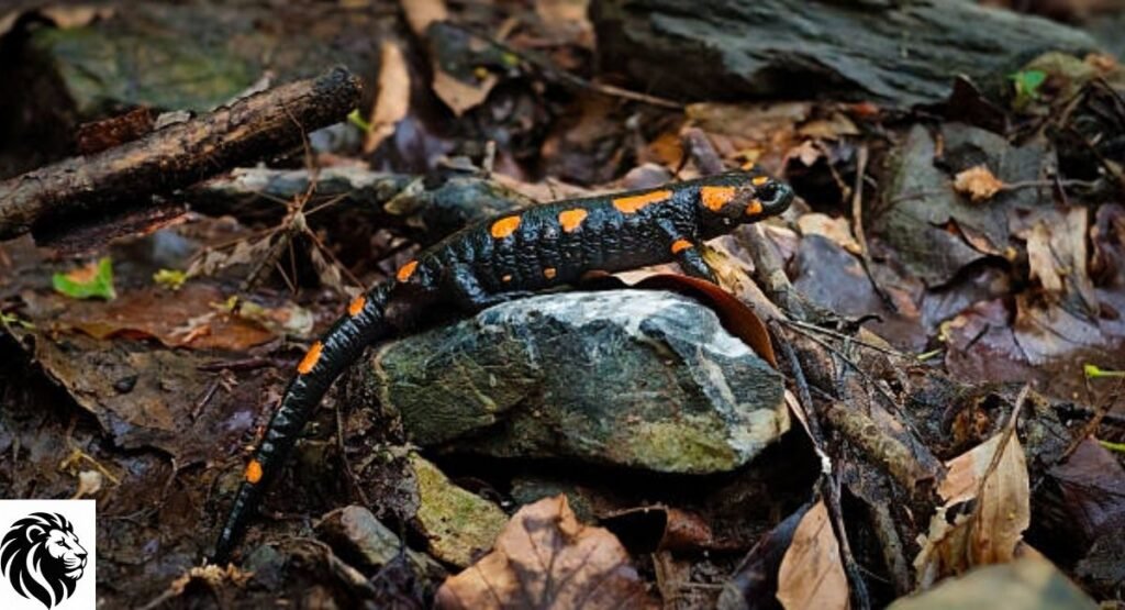 Orange-and-Black Salamander