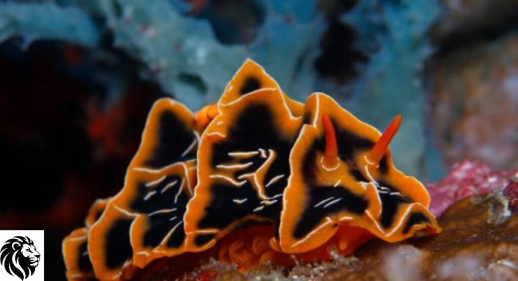 Orange-and-Black Sea Slug