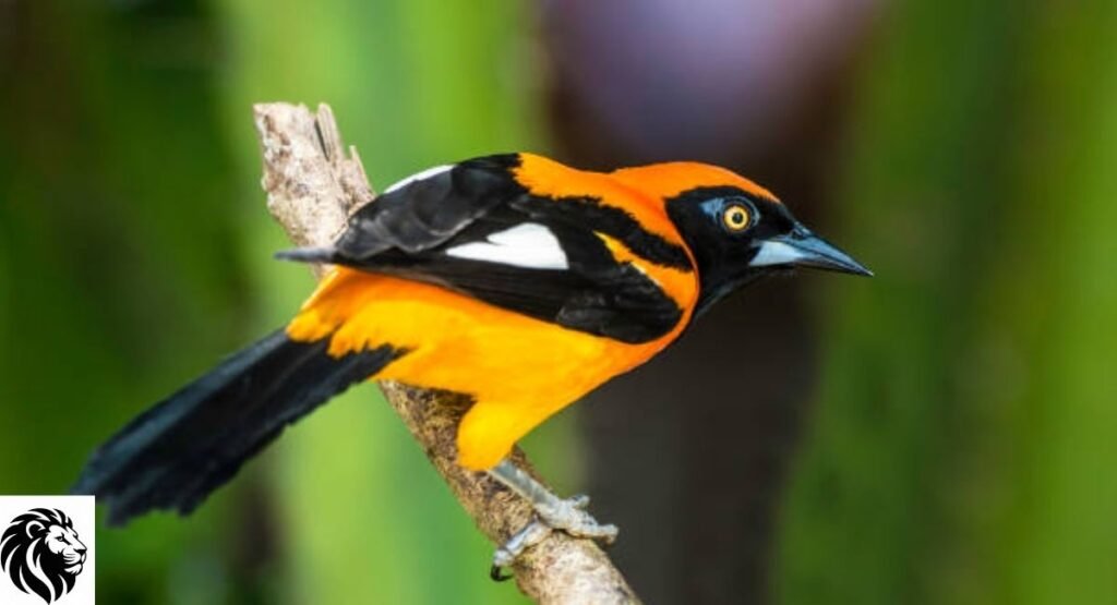 Orange-Backed Troupial