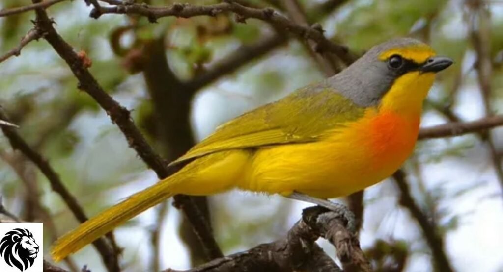 Orange-Breasted Bushshrike
