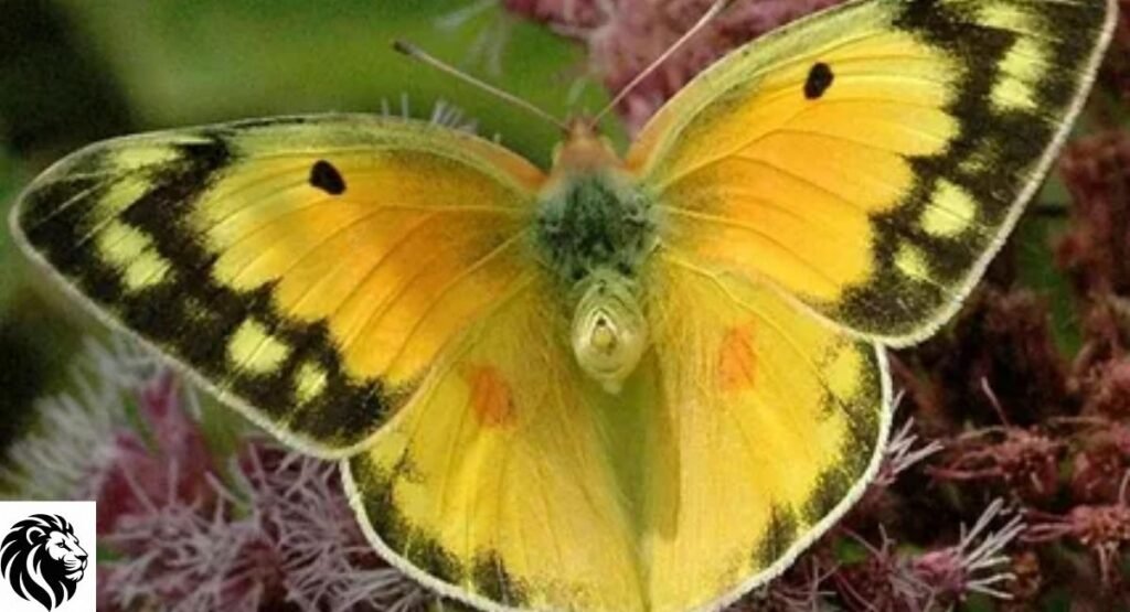 Orange Sulfur Butterfly