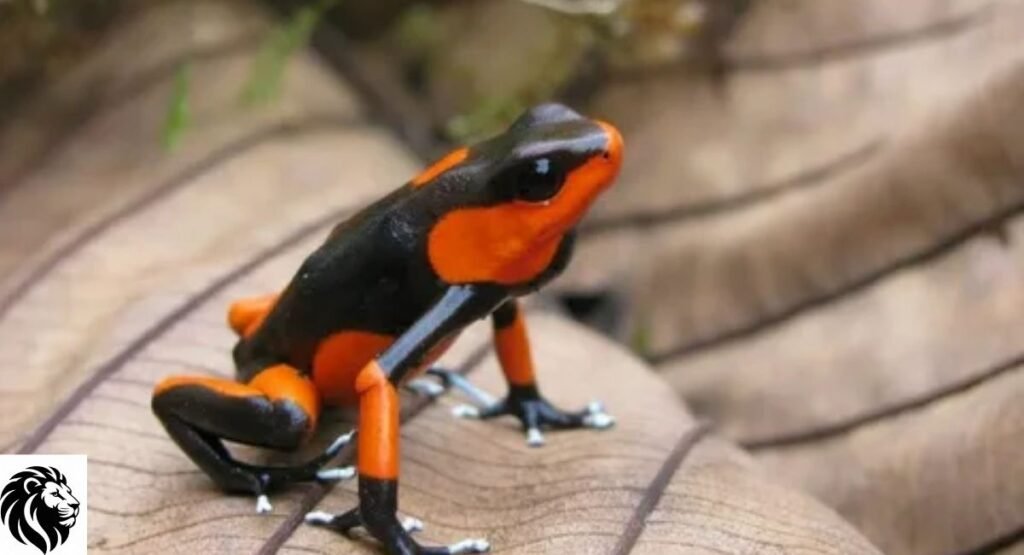 Poison Dart Frog