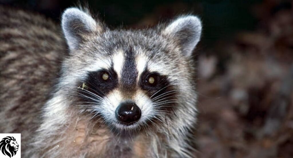 Raccoon