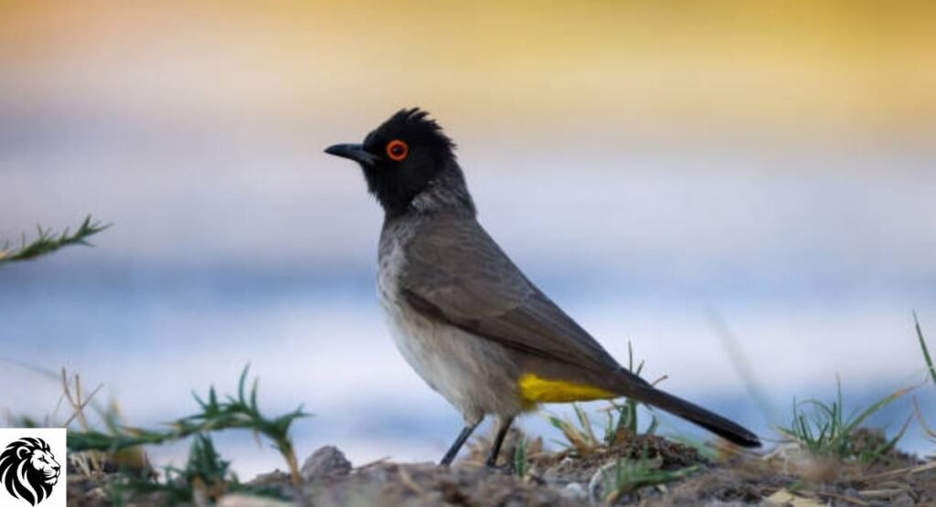 Red-Eyed Bulbul