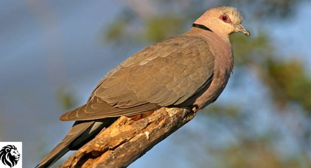 Red-Eyed Dove
