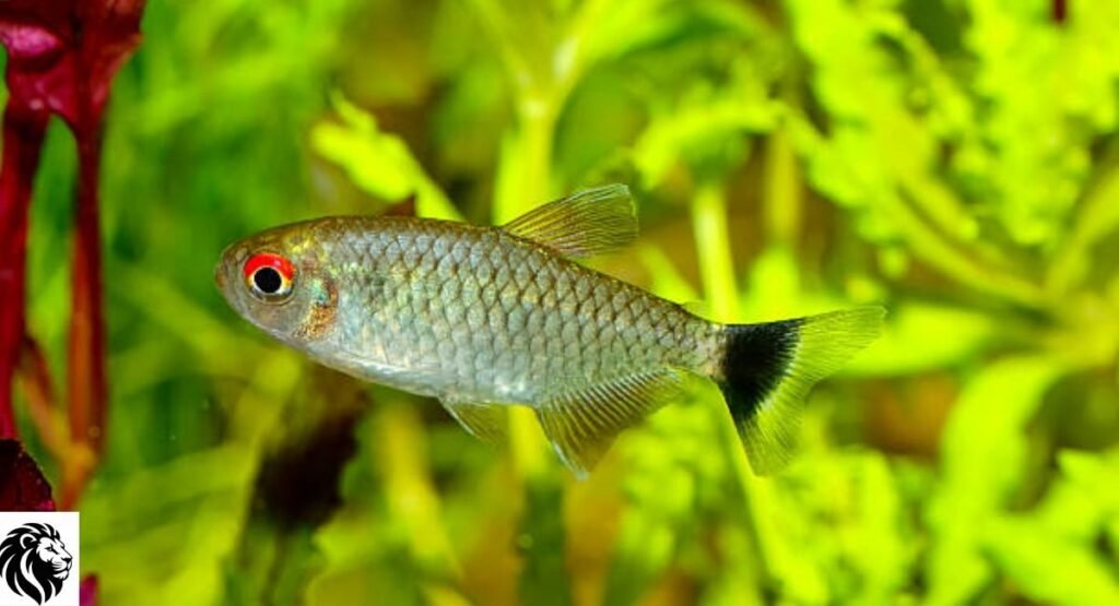 Red-Eyed Tetra