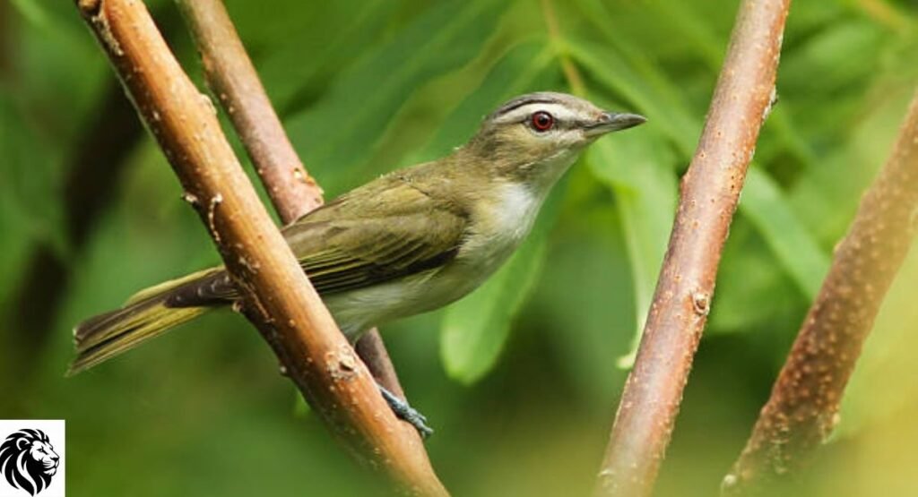 Red-Eyed Vireo