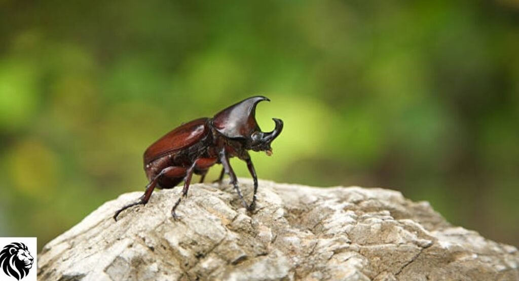 Rhinoceros Beetle